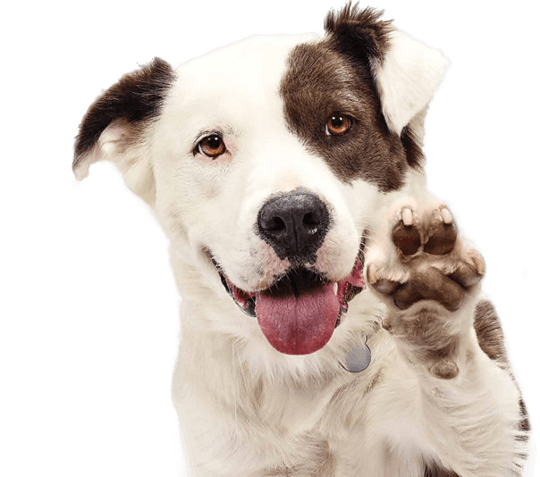 Dog shaking